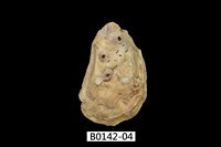 藏品(巨牡蠣(長牡蠣))的圖片